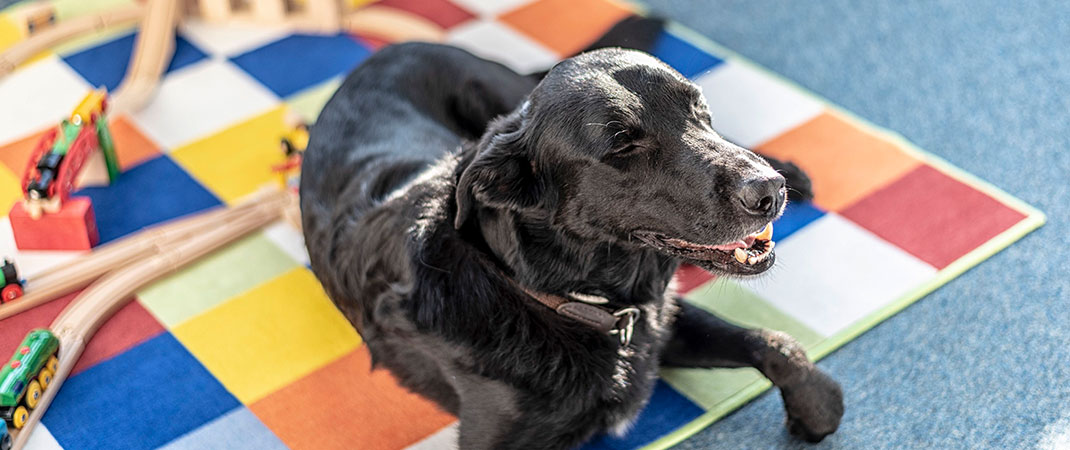 Tiergestütze Therapie Praxis für Logopädie Lank Backnang